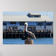 Pelican Monterey, California Print