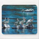 Pelican