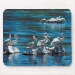 Pelican