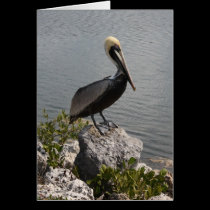 Pelican Notecard cards