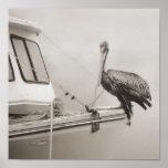 Pelican on a Boat posters