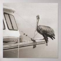 Pelican on a Boat Poster