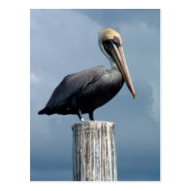 Pelican on a Piling 1. Postcards