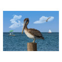 Pelican on a Post Print or Poser by GrandmaDee Pelican on a Post Print or Poser
