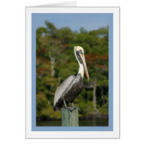 Pelican on Blue cards