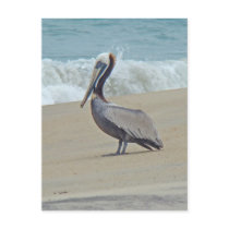Pelican on Outer Banks OBX NC Post Cards
