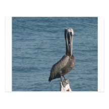 Pelican on Piling Post Card