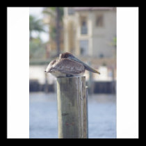 Pelican on post posters