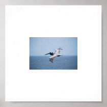 Pelican Over St. George Island, FL Posters