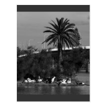 pelican palm post cards