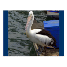 pelican pee t postcards