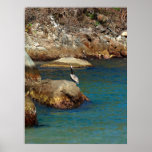 Pelican Perch Posters