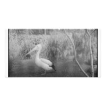 pelican photo greeting card