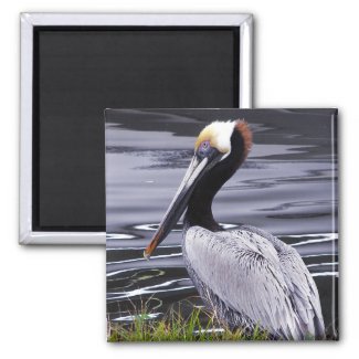 Pelican Poser magnet