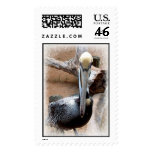 Pelican Stamps