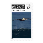 Pelican Postage Stamp