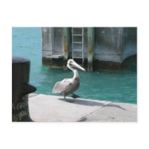 Pelican postcards