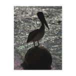 Pelican postcards
