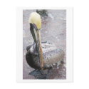Pelican postcards by RoughandReady Pelican postcards