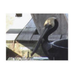 Pelican Postcard