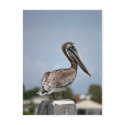 Pelican postcard