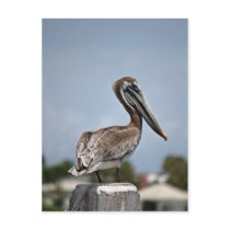 Pelican postcards