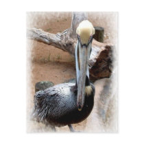 Pelican Post Cards