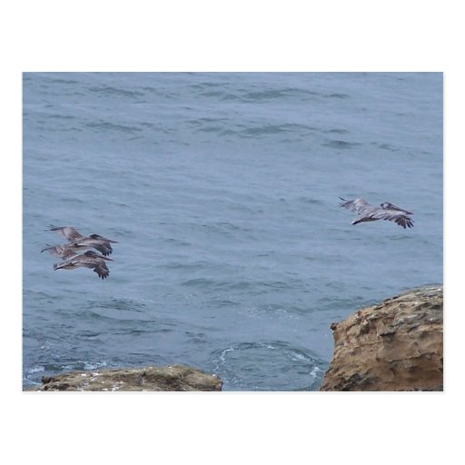 Pelican Postcard