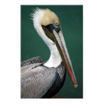 Pelican
