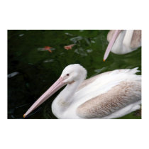 Pelican posters
