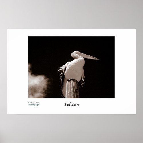 Pelican print