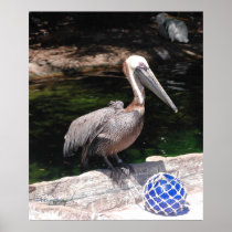 Pelican Print