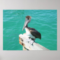 Pelican poster