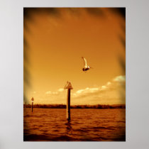 Pelican Poster