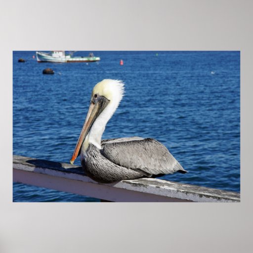 Pelican Print