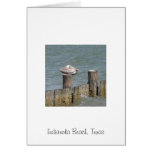 Pelican Resting card