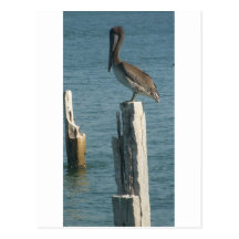 Pelican Resting Post Card