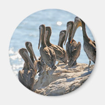 Pelican Rock Fridge Magnet