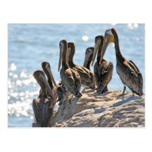 Pelican Rock Post Cards