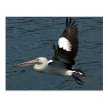 pelican rotation postcards
