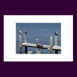 Pelican Stare