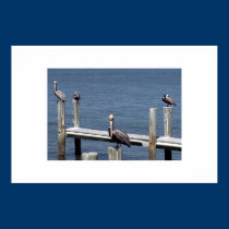 Pelican Stare posters