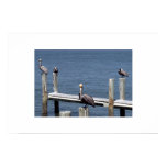 Pelican Stare