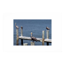 Pelican Stare posters by KBooker Pelican Stare posters