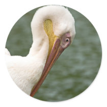 Pelican stickers