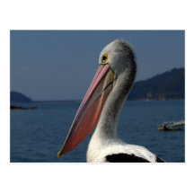 pelican study post cards