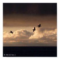 Pelican Sunset posters