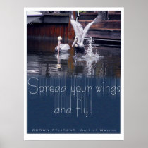 Pelican Takeoff Posters