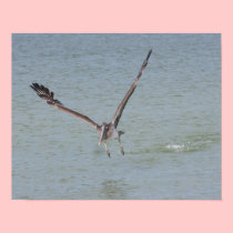 Pelican Takes Off Canvas Print posters
