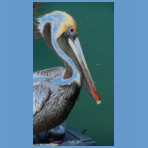 Pelican Tshirt Kids
